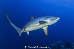 Delusions encounter with a drescher shark
Taken in Octob... by Nicolai Posininsky 